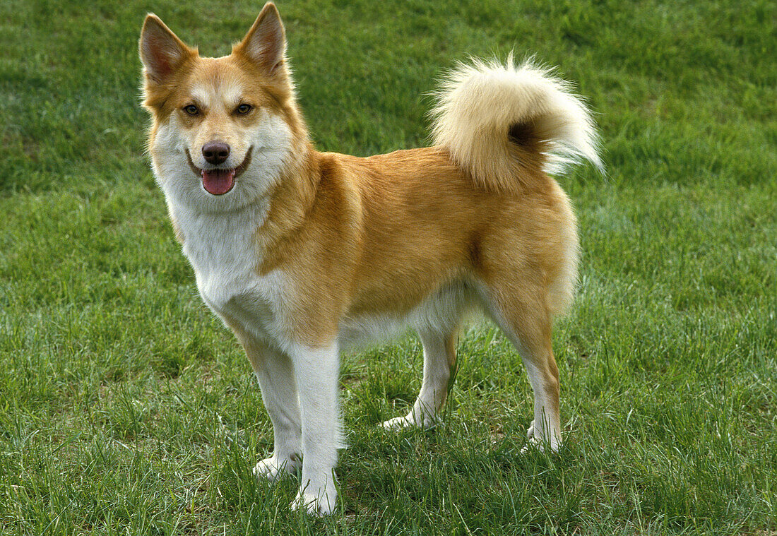 Siberian Laika Dog, a Breed from Russia