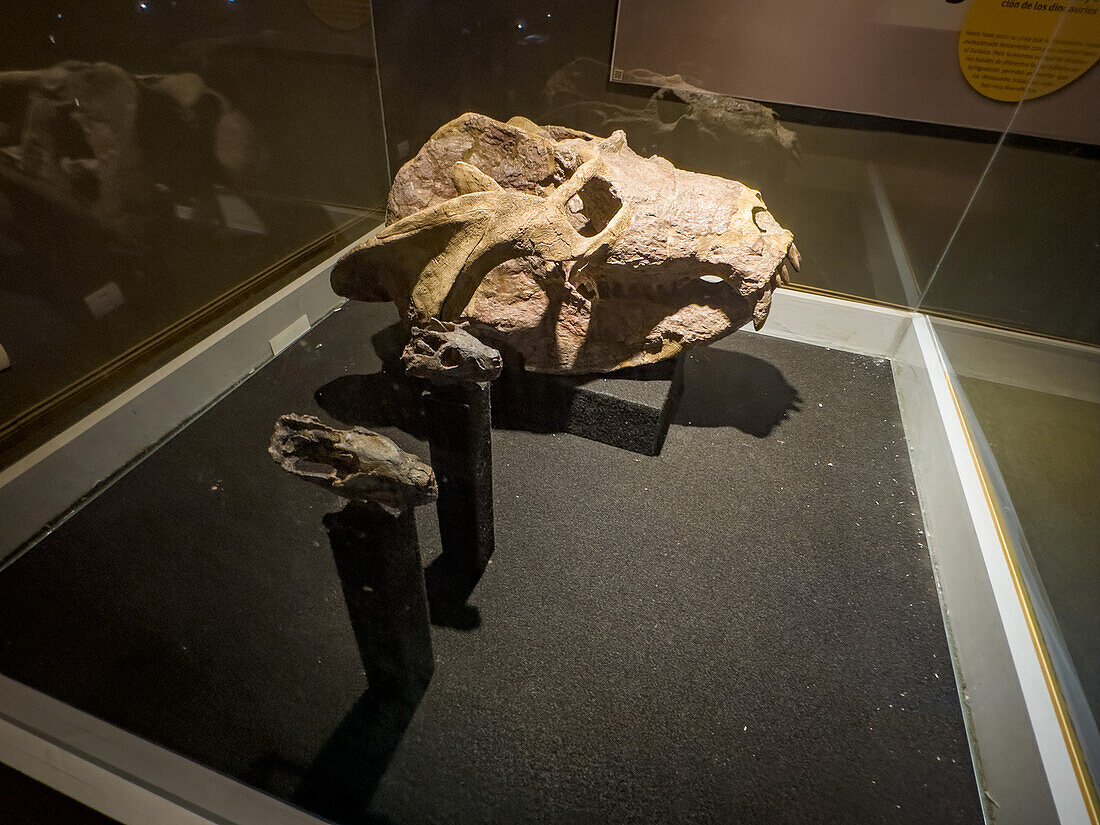 A display of Cynodont skulls, mammals from the Triassic Period in the museum of Ischigualasto Provincial Park in Argentina.