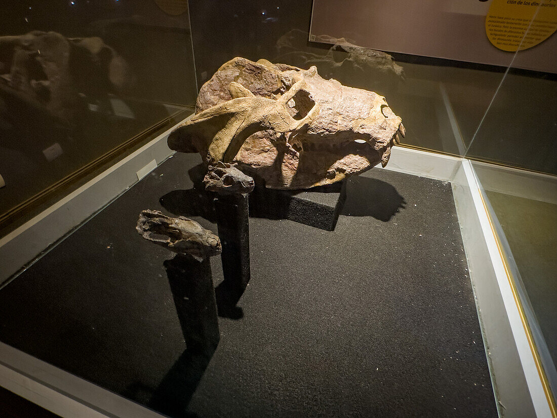 Eine Ausstellung von Cynodont-Schädeln, Säugetieren aus der Triaszeit, im Museum des Provinzparks Ischigualasto in Argentinien.