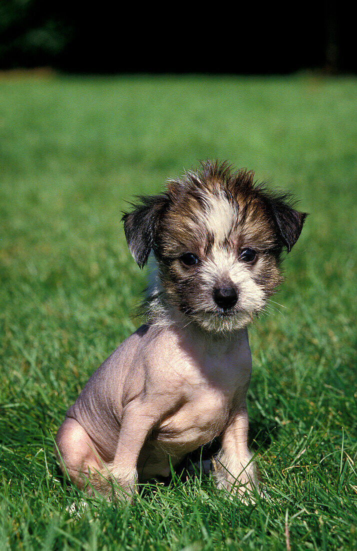 CHINESE CRESTED DOG, PUP SITTING ON GRASS