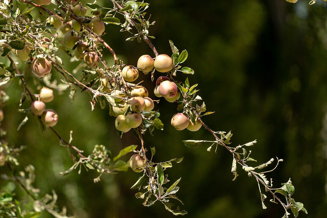 Äpfel in der Apfelplantage der alten Estancia El Leoncito im El Leoncito National Park in Argentinien.