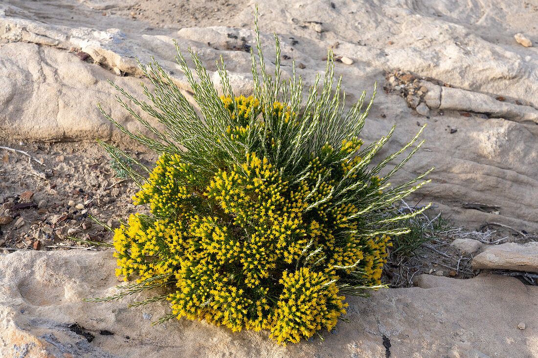 Littleleaf Horsebrush, Tetradymia glabrata, in Blüte in der Cainville-Wüste bei Hanksville, Utah.