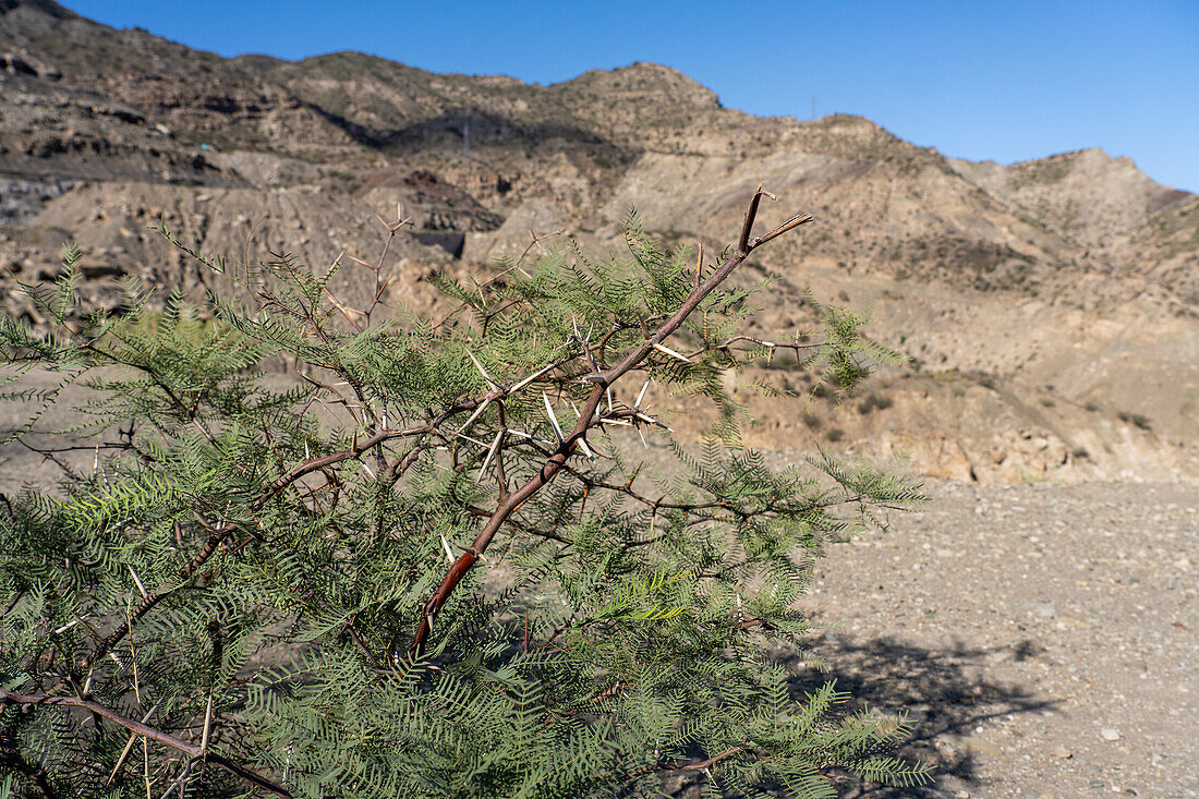 Ein dorniger Mesquite, Posopis torquata, im Ischigualasto Provincial Park, einem UNESCO-Weltkulturerbe in der Provinz San Juan, Argentinien.
