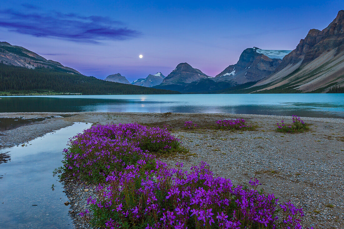 Der fast volle Mond (einen Tag vor Vollmond) geht am Ende des Bow Lake auf, mit violetten Blumen (Purple Saxifrage?) im Vordergrund. Aufgenommen am 9. August 2014. Dies ist ein HDR High Dynamic Range Stack aus 5 Aufnahmen mit 2/3 Blendenstufen, mit dem Canon 16-35mm Objektiv und der Canon 6D bei ISO 400.