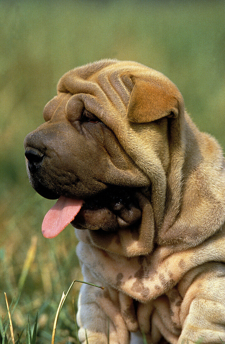 Shar Pei Hund, Portrait des Welpen mit herausgestreckter Zunge