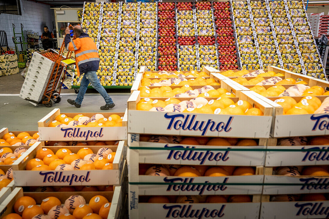 Abteilung für Obst und Gemüse in der Mercabarna. Barcelonas zentrale Märkte. Barcelona. Spanien