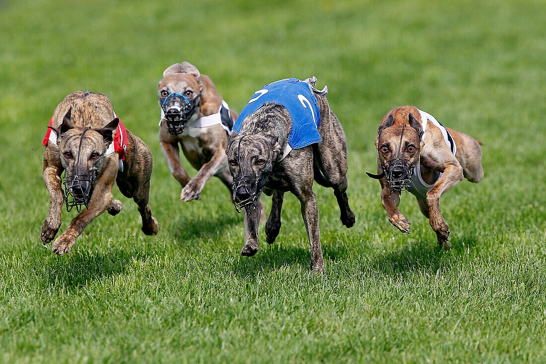 Whippet-Hunde beim Laufen, Rennen auf der Rennbahn