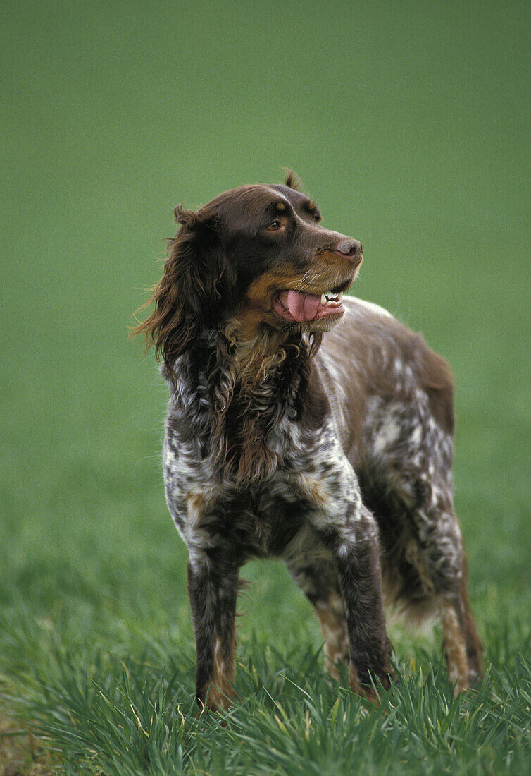 Picardie Spaniel Hund