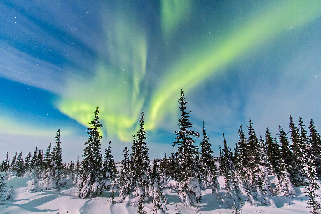 The aurora of February 9, 2014 seen from Churchill, Manitoba at the Churchill Northern Studies Centre, in a view looking northwest from the main building over the trees, with the 10-22mm lens. This is a 10-second exposure at f/4 and ISO 800 with the Canon 60Da. Moonlight lights the landscape. Cassiopeia is at upper left.