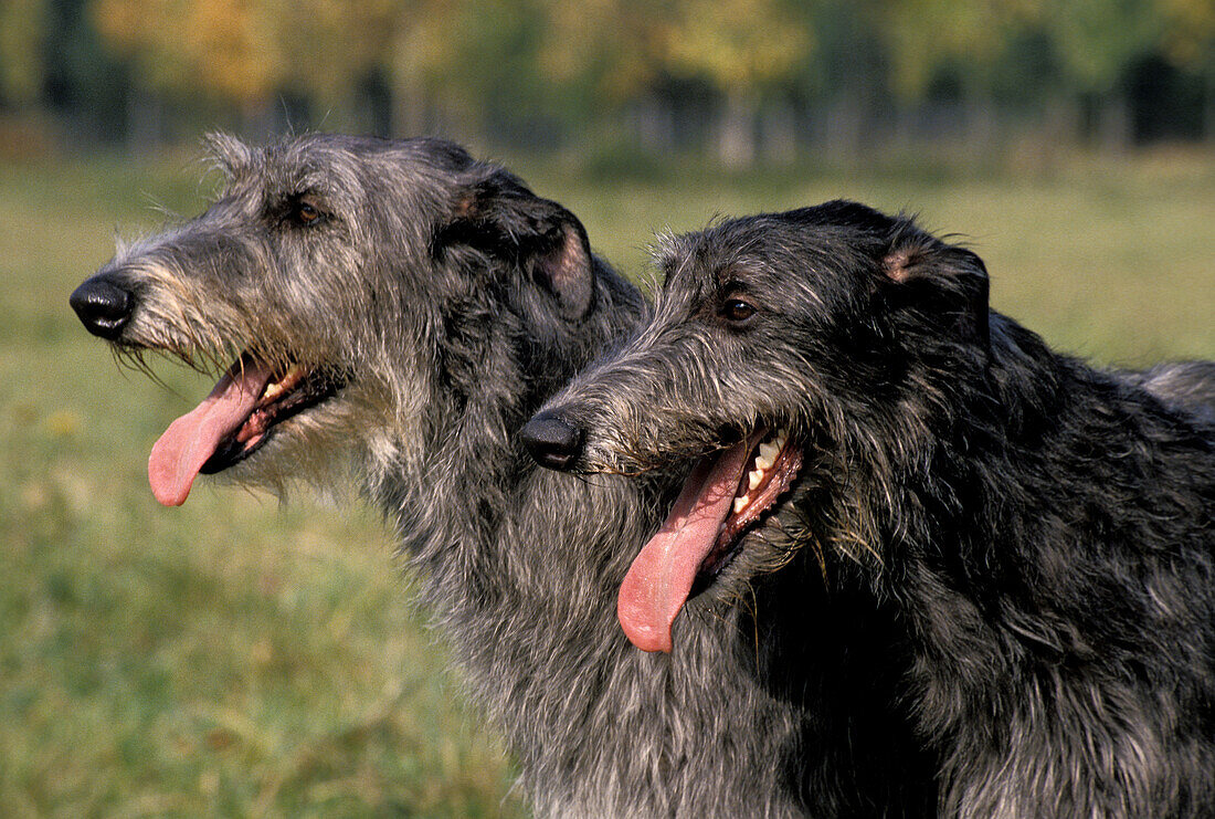 Scottish Deerhound, Portrait eines erwachsenen Hundes mit herausgestreckter Zunge