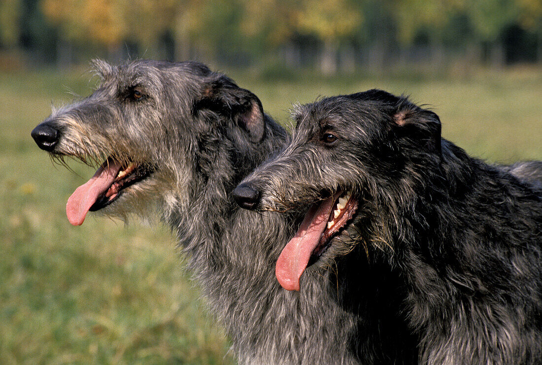 Scottish Deerhound, Portrait of Adult Dog with Tongue out