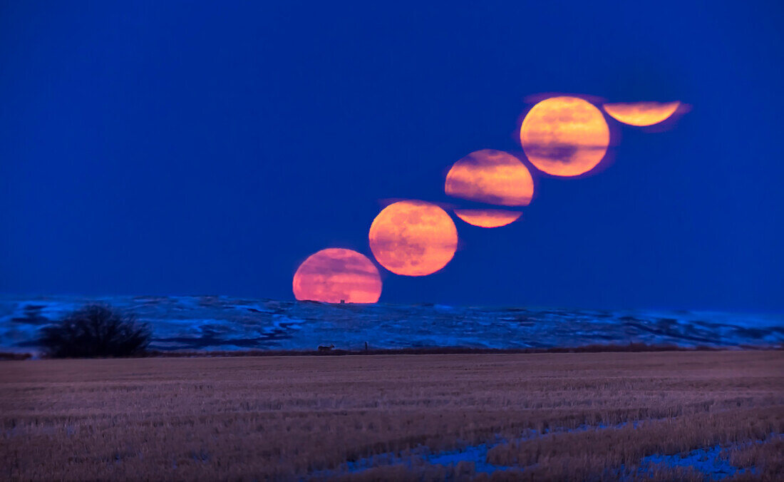 The rising of the Full Moon on March 9, 2020, (sometimes known as the Worm Moon) with a deer in the foreground, and in a composite of images of the Moon taken 3 minutes apart. The sky and foreground come from the first image with the Moon on the horizon. The Moon was into cloud for the last exposure.