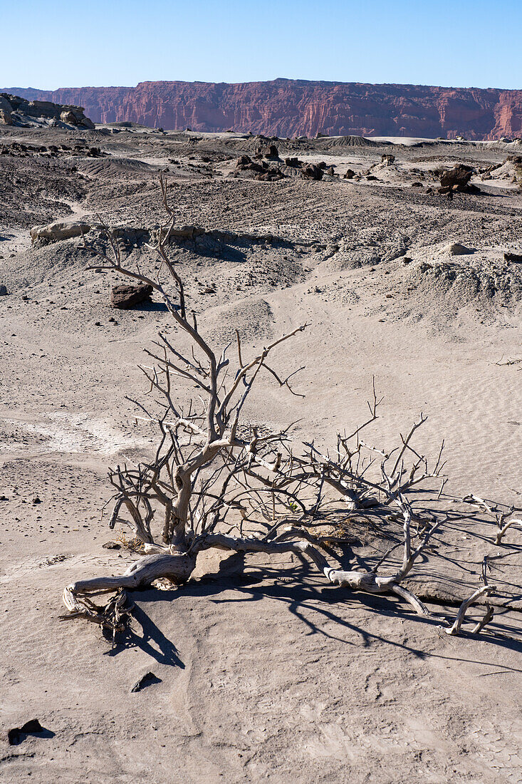 A dead tree in the barren landscape at Ischigualasto Provincial Park in San Juan Province, Argentina.