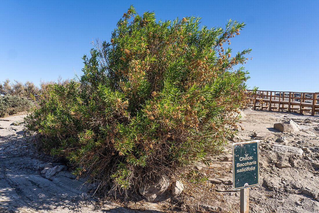 Chilca oder Mulefat, Baccharis salicifolia, ein Strauch im Ischigualasto Provincial Park, San Juan Province, Argentinien.