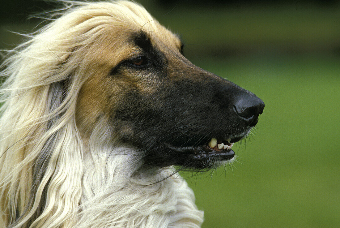 Afghan Hound, Portrait of Adult