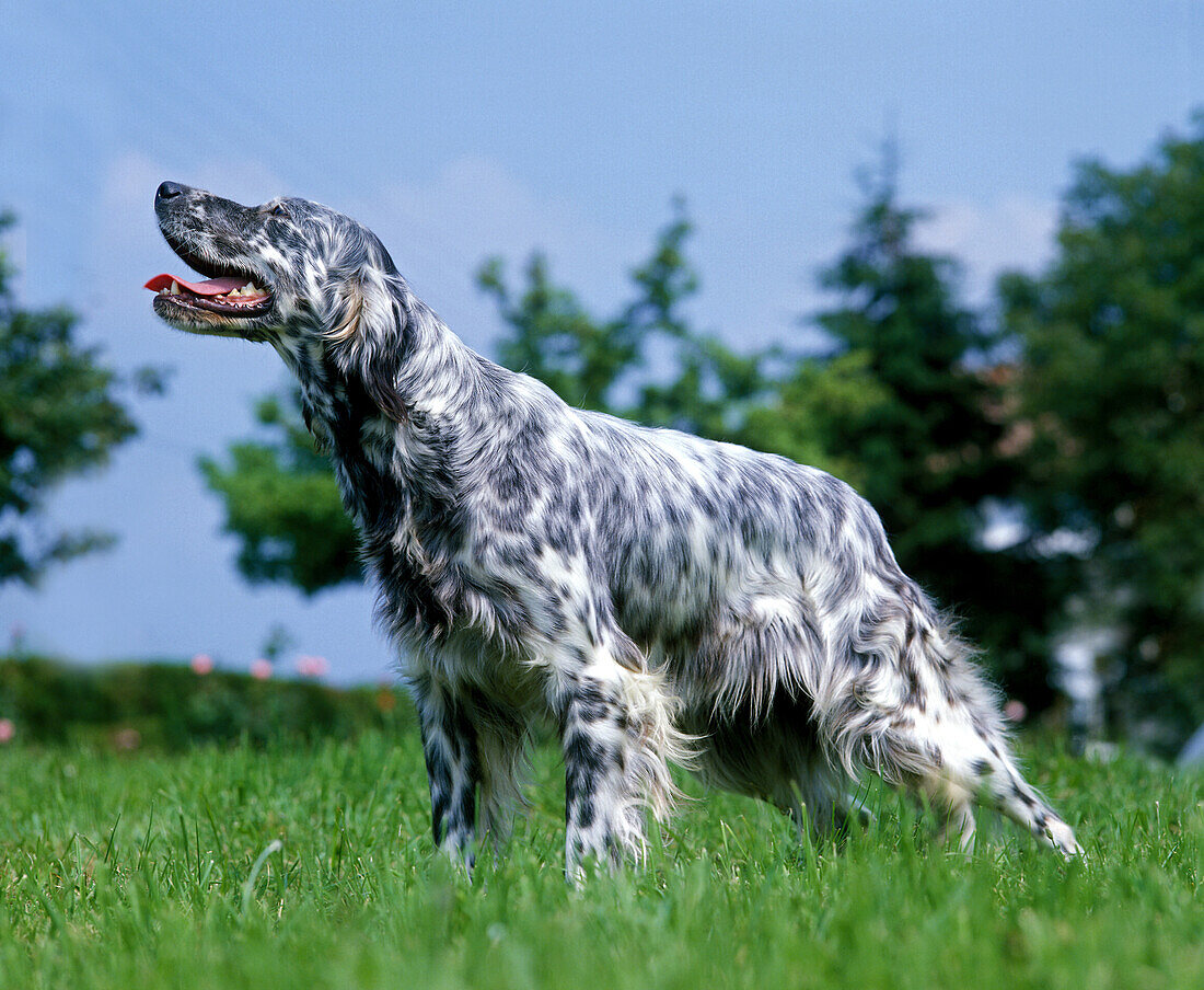 English Setter Hund stehend auf Gras