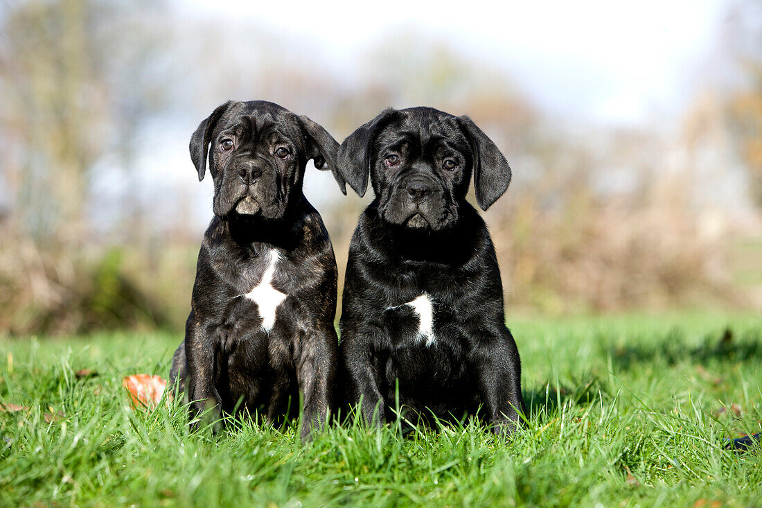 Cane Corso, a Dog Breed from Italy, Pups sitting on Grass
