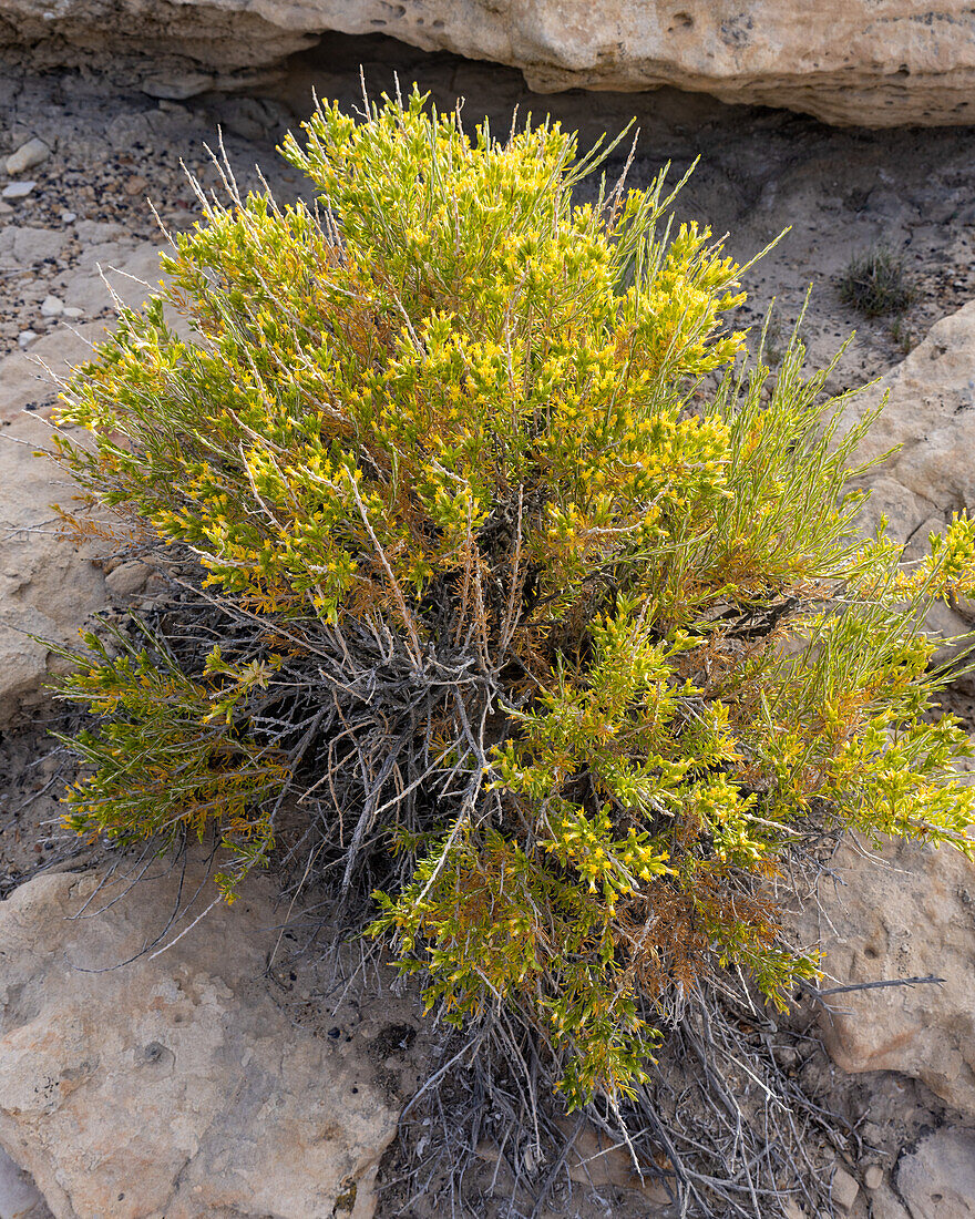 Littleleaf Horsebrush, Tetradymia glabrata, blüht in der Cainville-Wüste bei Hanksville, Utah.