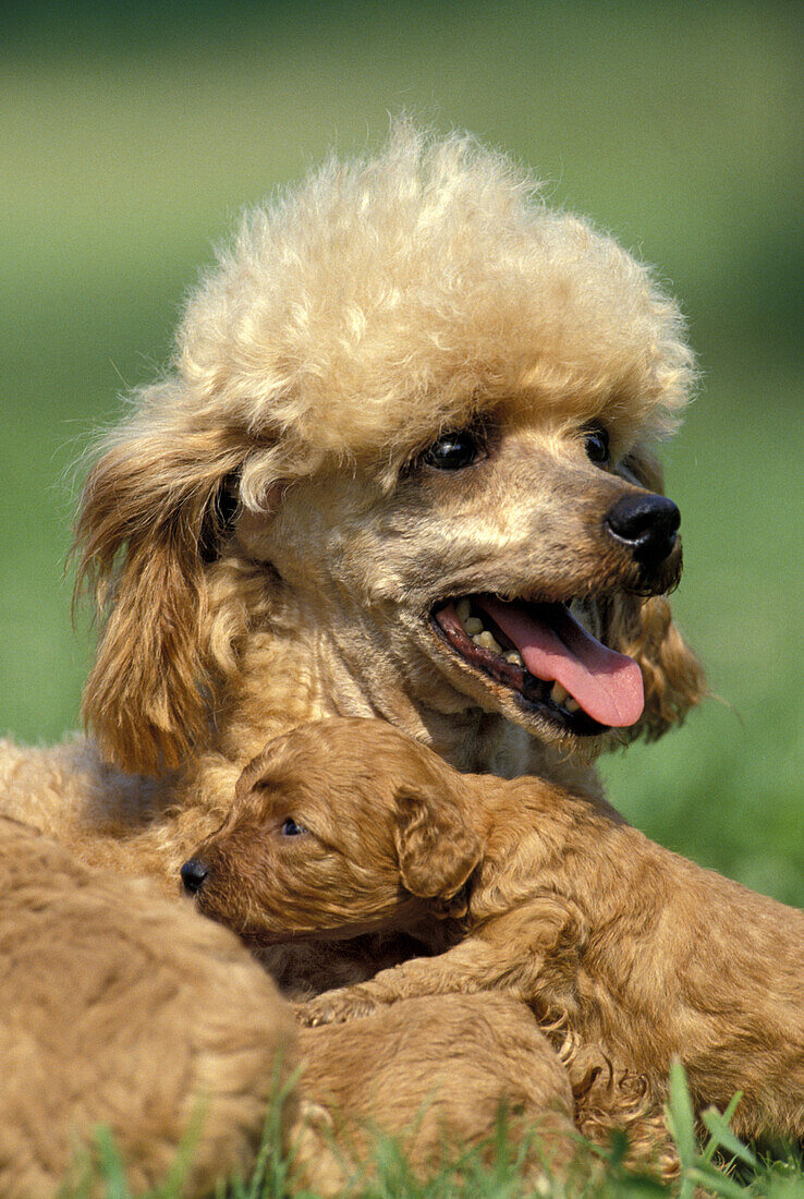 Abricot Standard Pudel Hund, Mutter mit Welpe