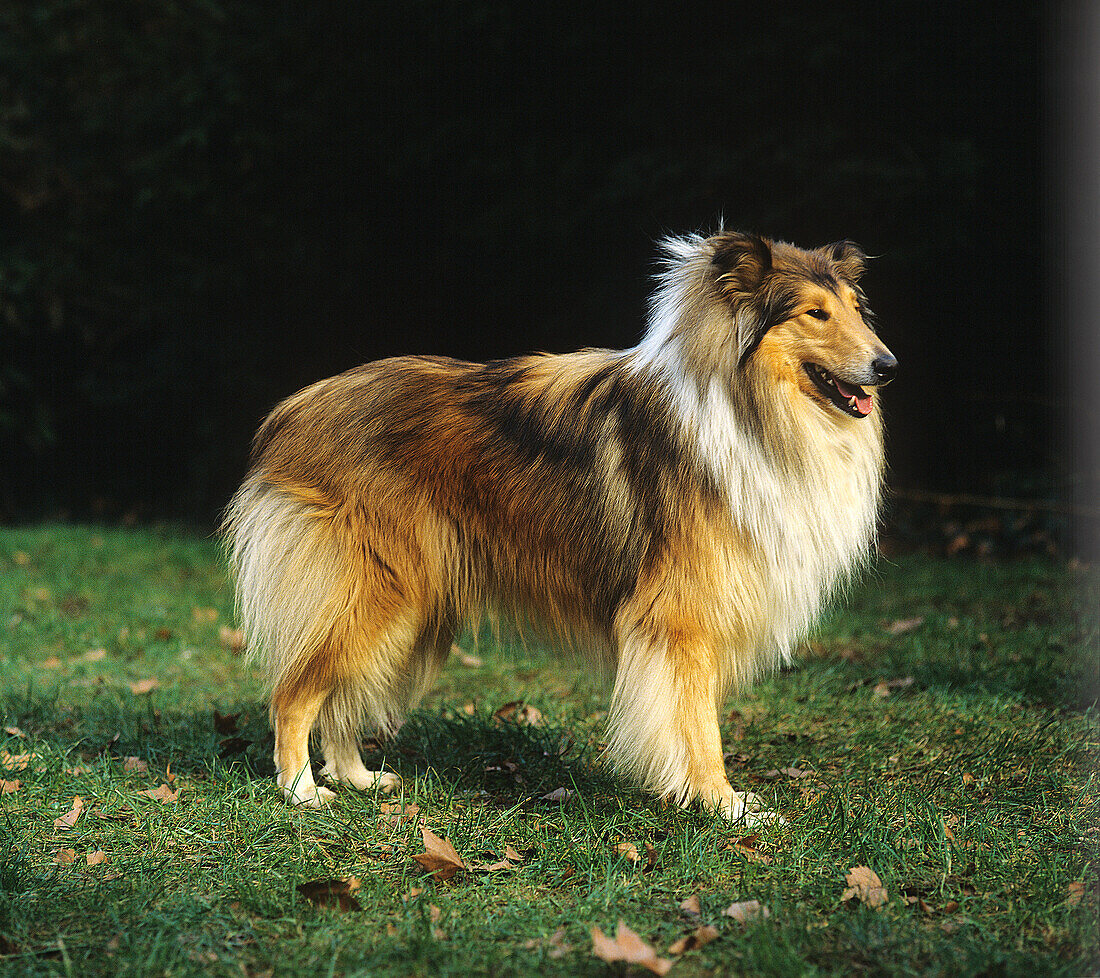 Collie dog standing on Grass