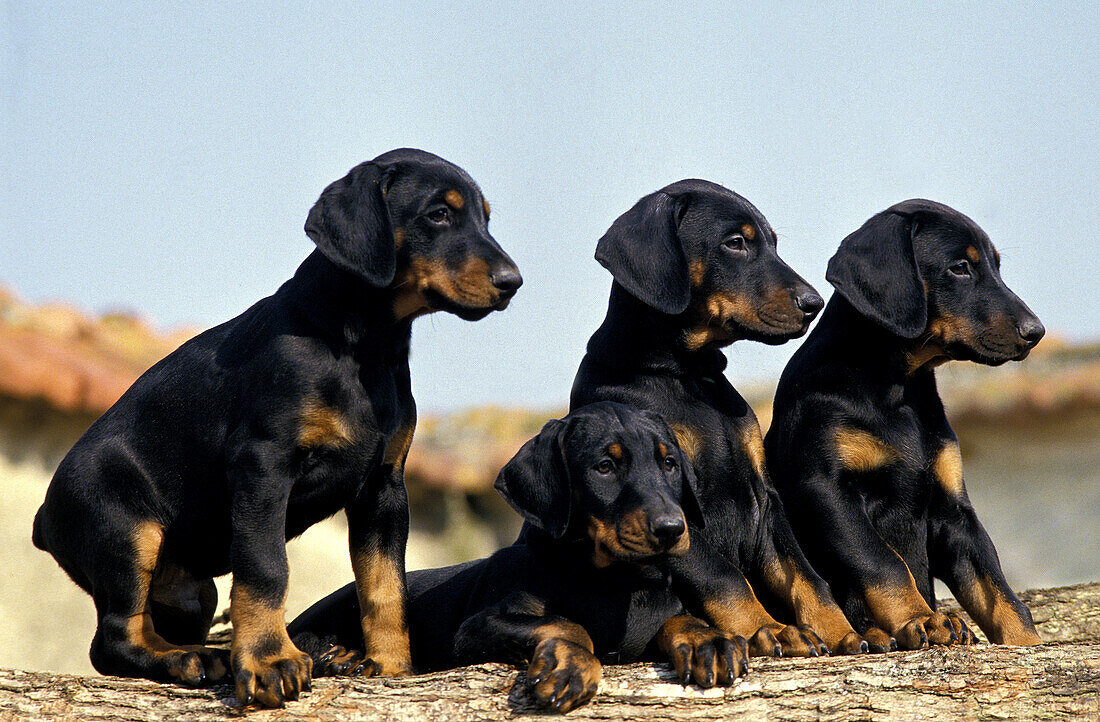 Dobermann Dog or Dobermann Pinscher, puppies