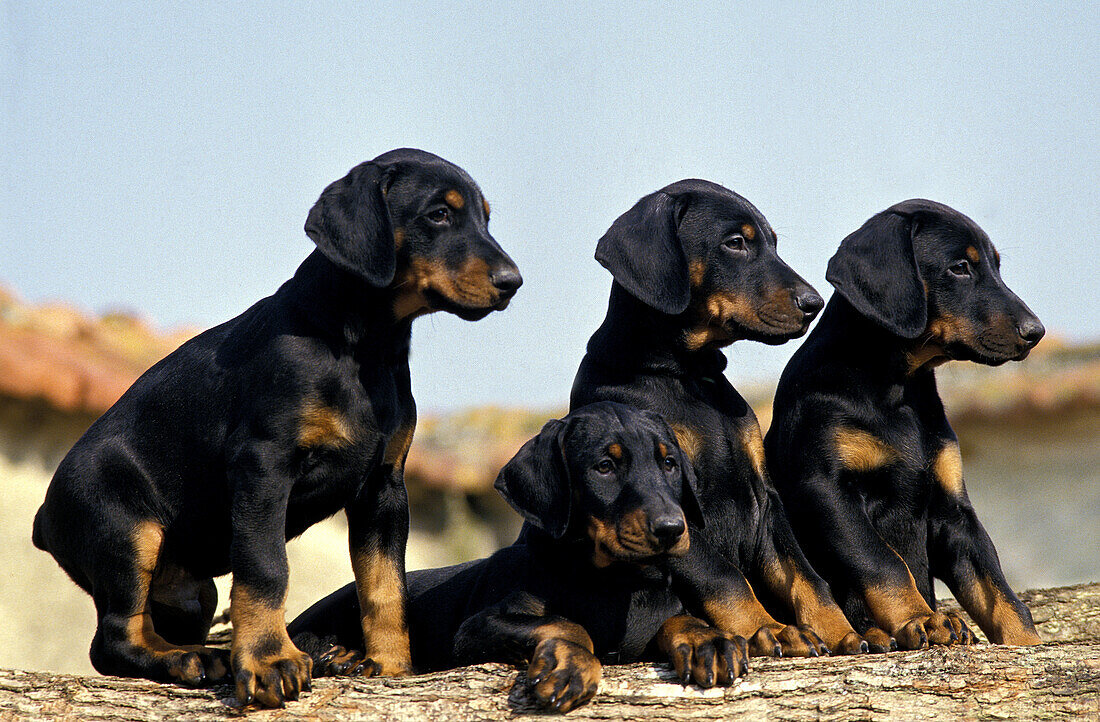 Dobermann Hund oder Dobermann Pinscher, Welpen