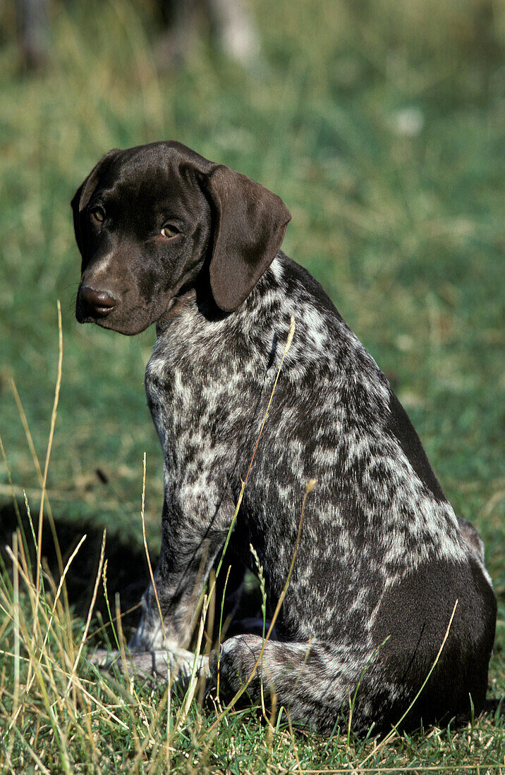 Deutscher Kurzhaar-Vorstehhund, Welpe auf Gras sitzend