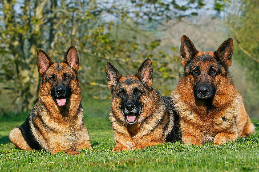 German Shepherd Dog, Adults laying on Grass