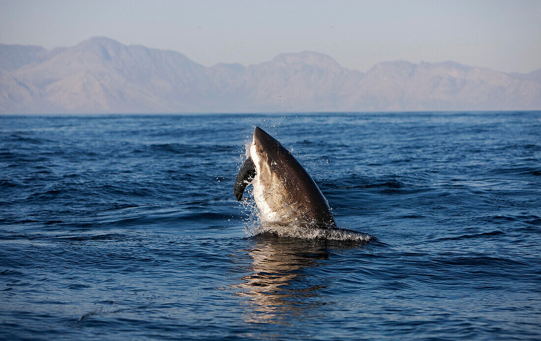 Great White Shark, carcharodon carcharias, Adult Breaching with a Kill, a South African Fur Seal, arctocephalus pusillus, False Bay in South Africa , False Bay in South Africa