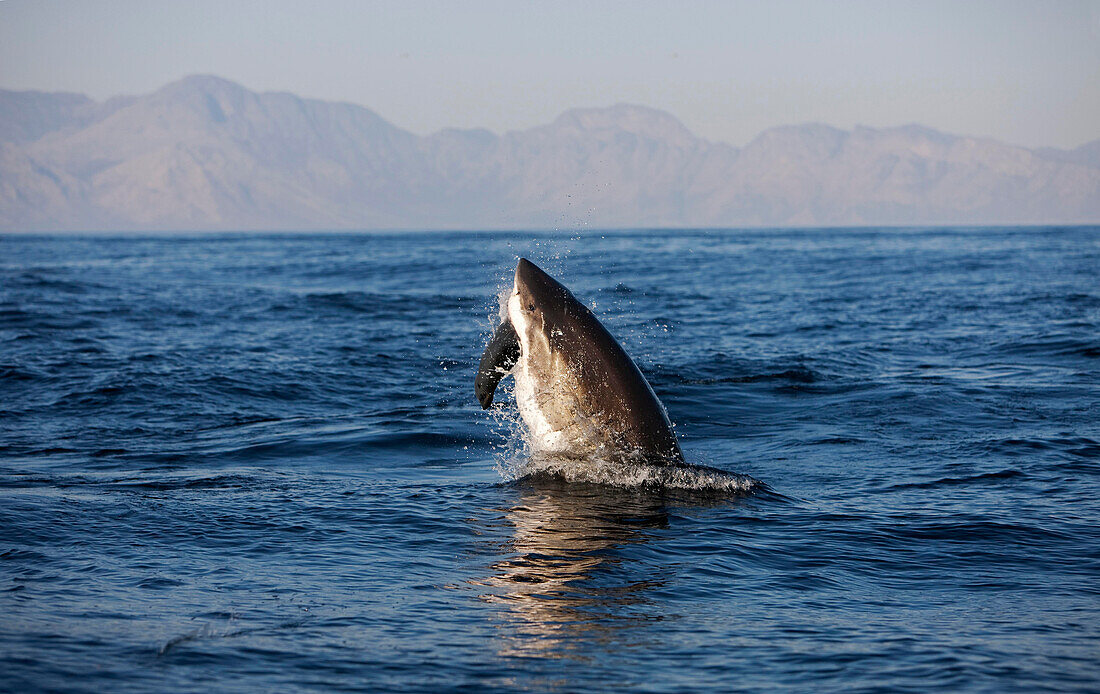 Weißer Hai, carcharodon carcharias, Erwachsener beim Brüten mit einer Tötung, einer südafrikanischen Pelzrobbe, arctocephalus pusillus, False Bay in Südafrika , False Bay in Südafrika