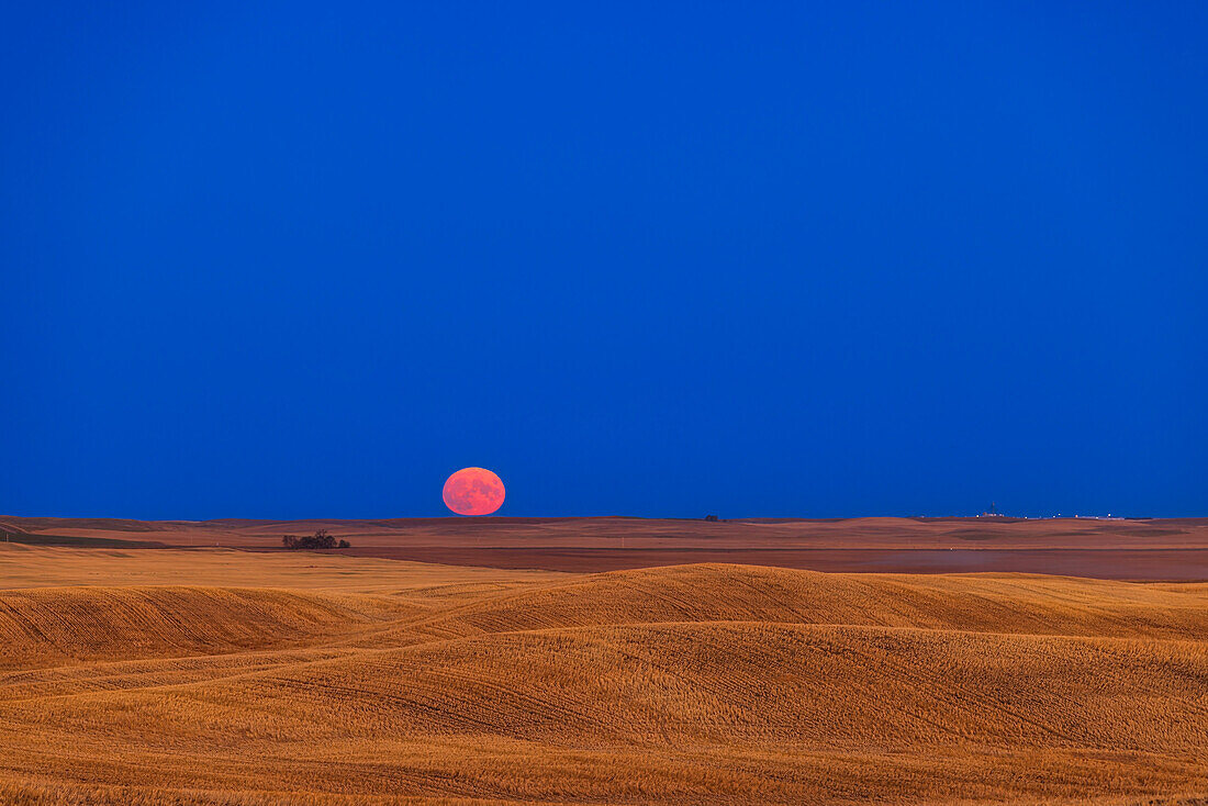 The rising Full Moon of September 9, 2022, the Harvest Moon for 2022, coming up over a rolling harvested prairie field near home in southern Alberta, on a very clear evening.