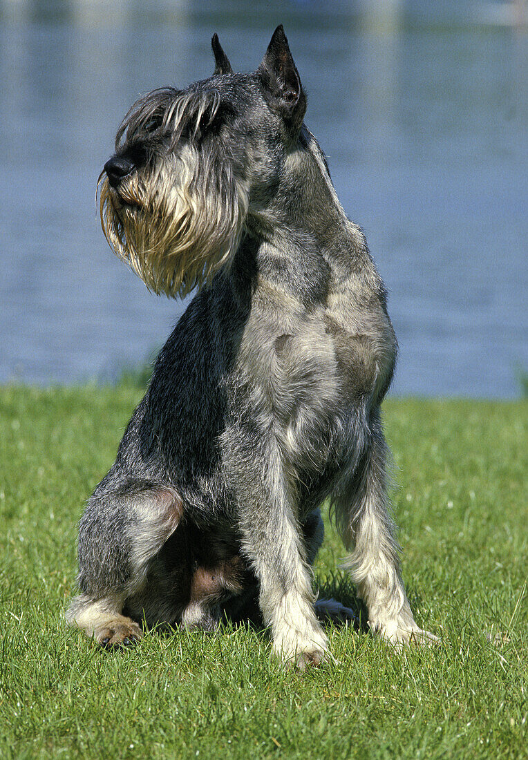 Giant Schnauzer (Old Standard Breed with Cut Ears), Male sitting near Water