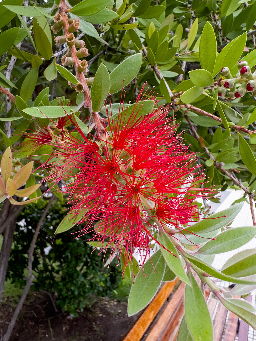 Ein blühender Weeping Bottlebrush, Melaleuca viminalis, auf der Plaza San Martin in San Rafael, Argentinien.