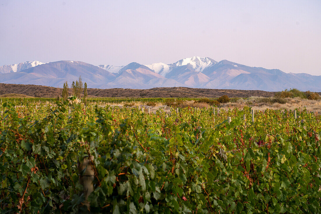 Weinberge mit der Cordon del Plata Range in den Anden im Hintergrund. In der Nähe von Tupungato, Provinz Mendoza, Argentinien.