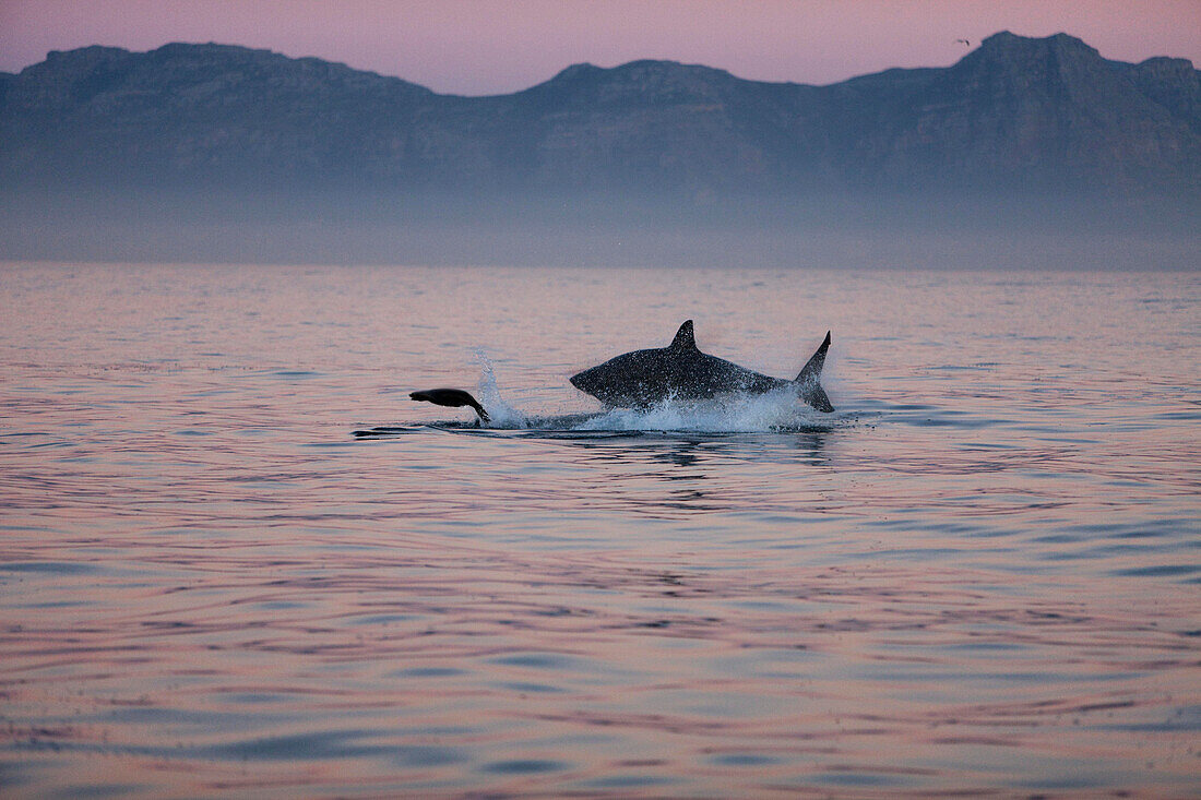 Great White Shark, carcharodon carcharias, Adult Breaching, Hunting a South African Fur Seal, arctocephalus pusillus, False Bay in South Africa