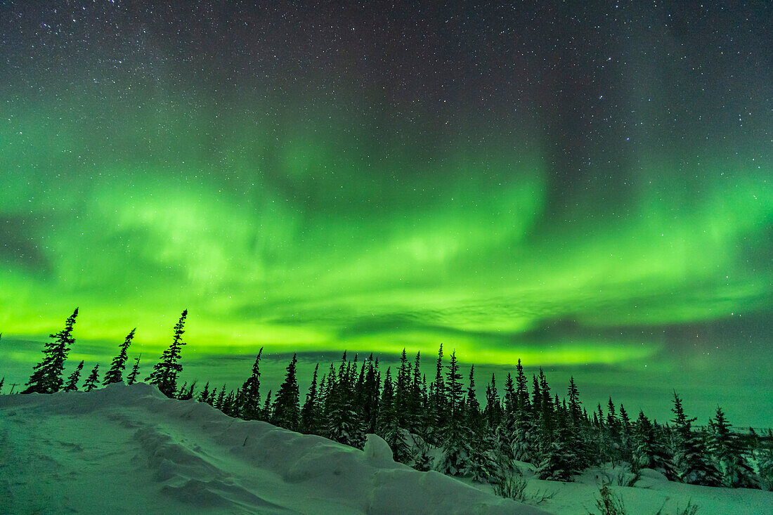 Ein Blick nach Norden über die Schneedecke und die Bäume nach Norden in Richtung der Nordlichter, im Churchill Northern Studies Centre, 8. Februar 2019, während eines kurzen Ausbruchs von Aktivität.