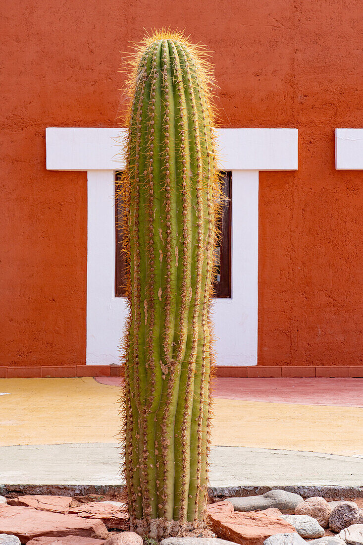 Ein Cardon-Kaktus, Trichocereus terscheckii, im Talampaya-Nationalpark, Provinz La Rioja, Argentinien.