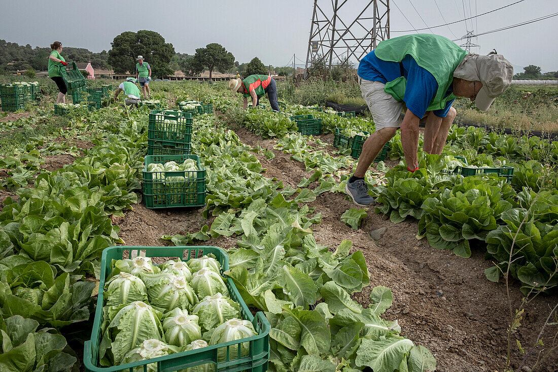 Freiwillige der Nichtregierungsorganisation Espigoladors bei der Feldarbeit zur Beschaffung von Lebensmitteln für bedürftige Familien in den Feldern von Sant Boi de Llobregat, Spanien