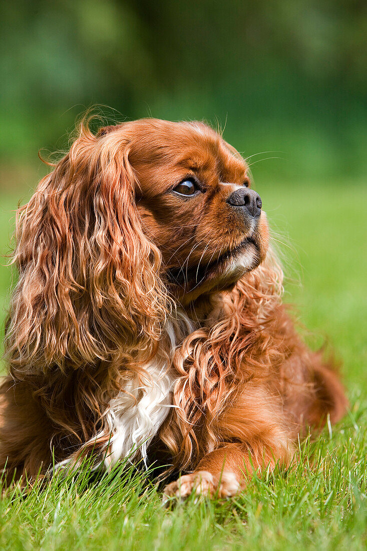 CAVALIER KING CHARLES SPANIEL