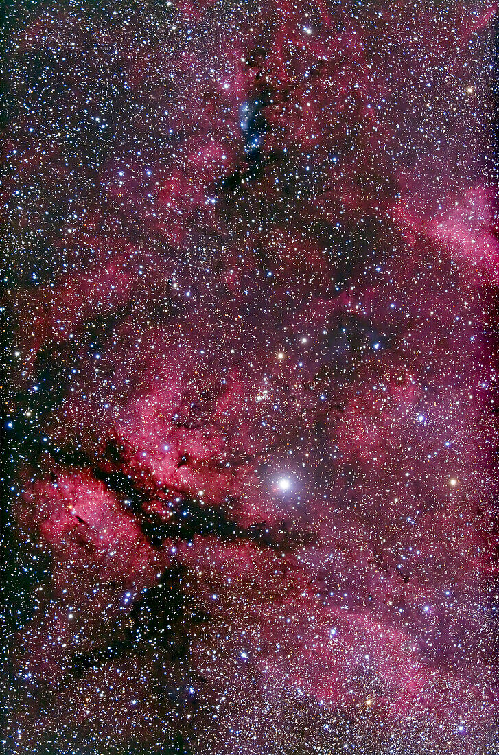IC 1318 area of Cygnus around Gamma Cygni. Stack of 4 x 15 minute exposure on a superb night, with TMB 92mm apo with Canon 5D MkII at ISO 400. A cooler night than previous ones as well, so lower base noise. Borg FF.