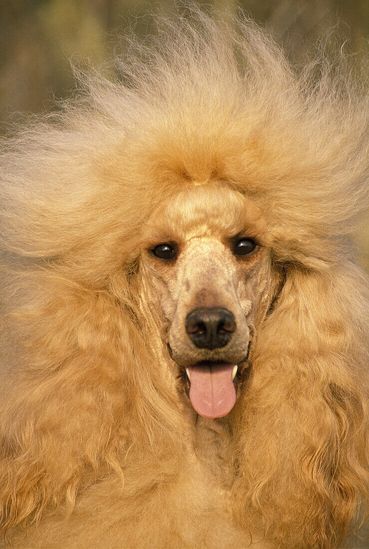 Apricot Giant Poodle, Portrait of Dog