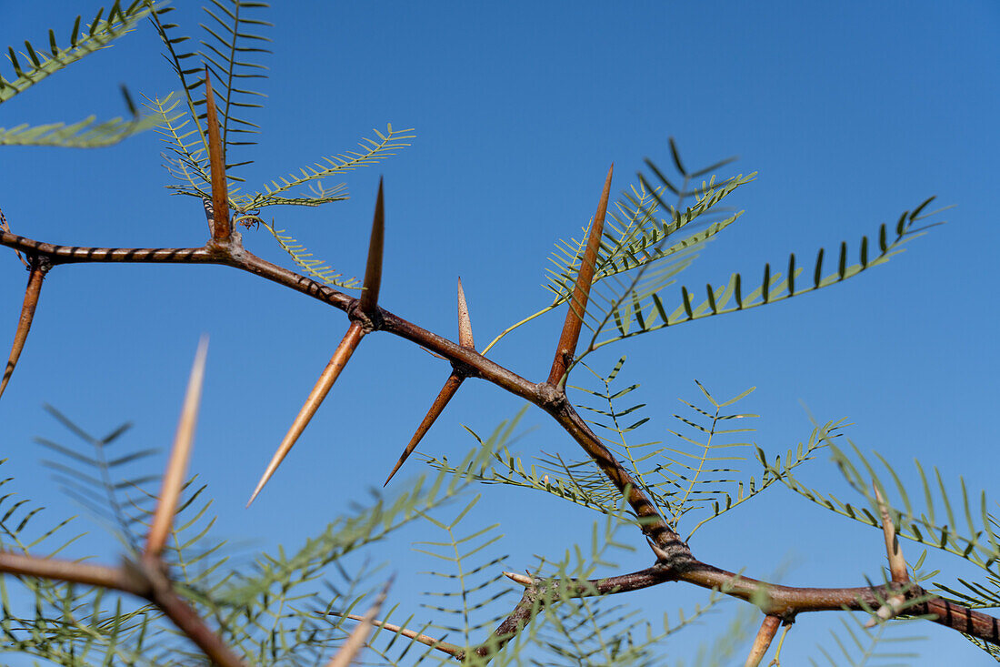 A thorny mesquite, Posopis torquata, in Ischigualasto Provincial Park, a UNESCO World Heritage Site in San Juan Province, Argentina.