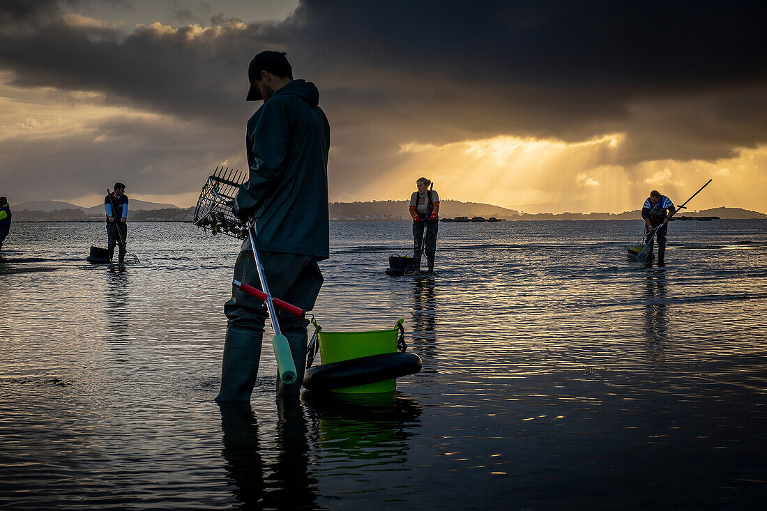 Shellfishing, workers collecting shellfish at the Arenal beach in the Ria of Arosa, in Pobra do Caraminal, Spain