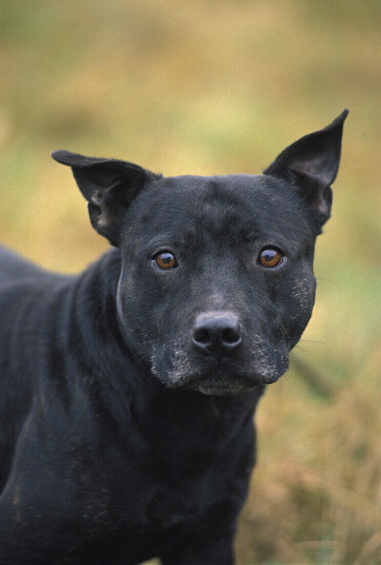 American Staffordshire Terrier (old standard with cut ears)