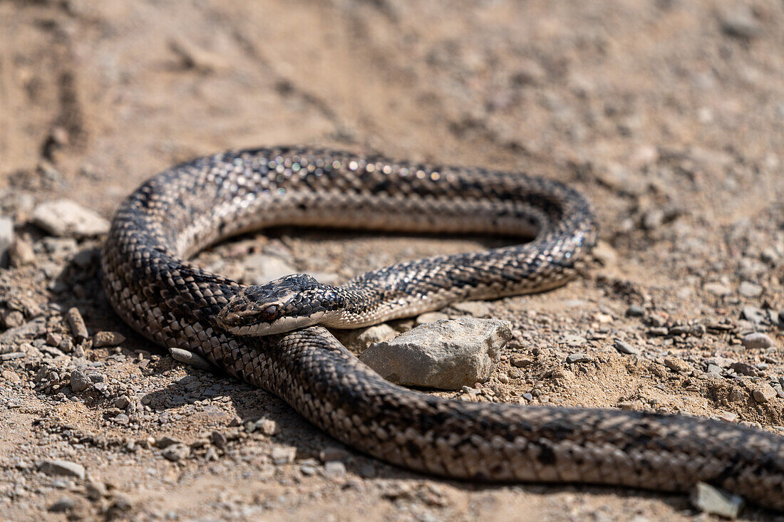 Eine Mousehole Snake, Philodryas trilineata, sonnt sich im El Leoncito National Park in Argentinien.