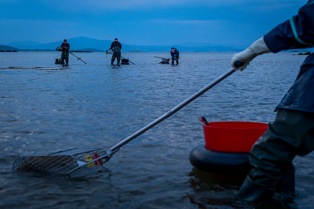 Muschelfischen, Arbeiter sammeln Muscheln am Strand von Arenal in der Ria von Arosa, in Pobra do Caraminal, Spanien