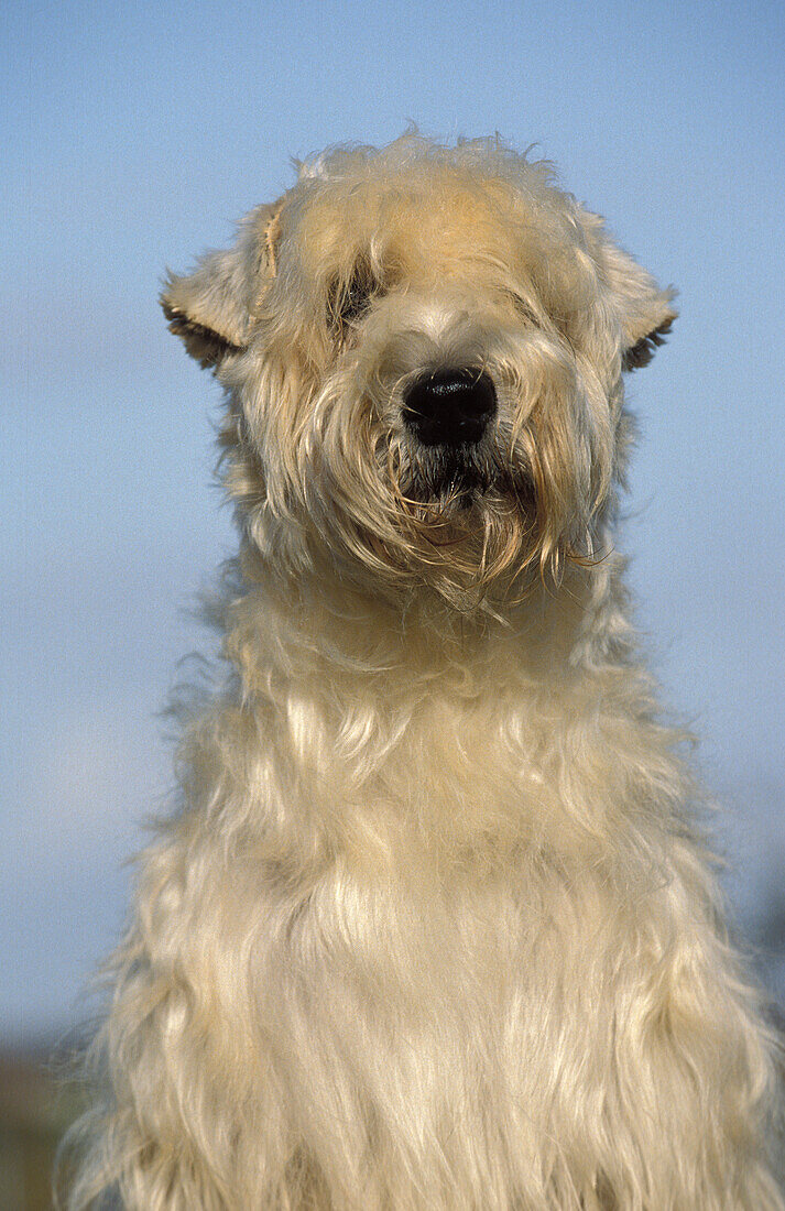 SOFT COATED WHEATEN TERRIER, PORTRAIT OF ADULT
