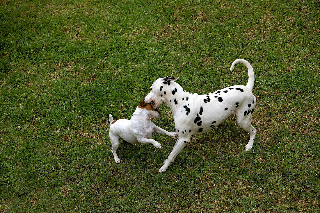JACK RUSSELL TERRIER AND DALMATIAN PLAYING IN A GARDEN