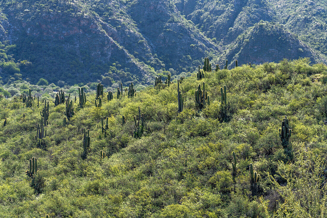 Cardon-Kaktus, Trichocereus terscheckii, an den Hängen um Villa San Agustin in der Provinz San Juan, Argentinien.