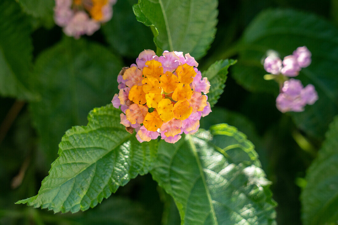 Spanische Flagge, Lantana camara, in Blüte auf der Plaza 25 de Mayo in San Juan, Argentinien.